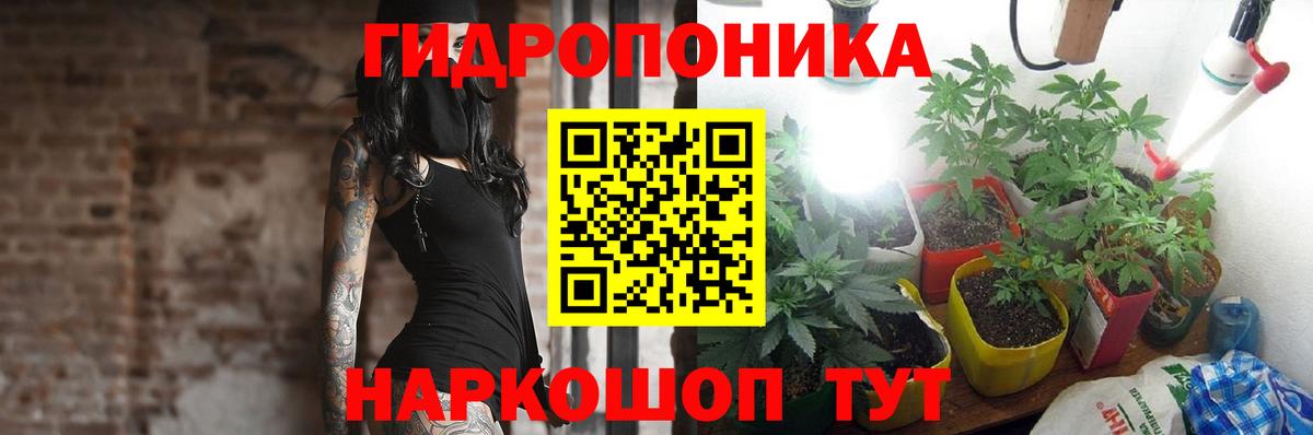 Конопля сатива Анапа